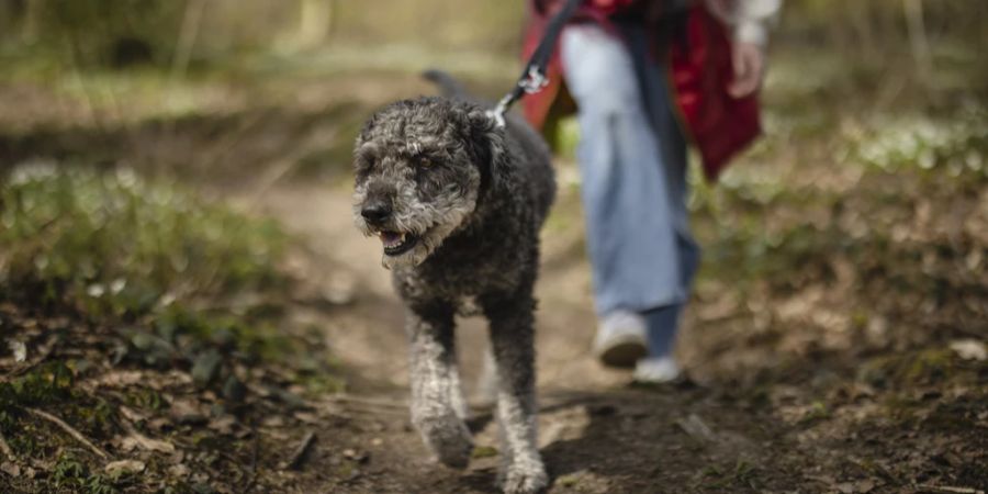 Hunde Giftköder