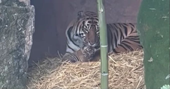 Tiger-Nachwuchs. Tiger Rom