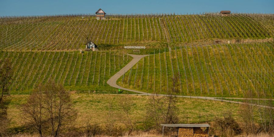 Der Worrenberg Weinbau, Gemeinde Volken im Zürcher Weinland.