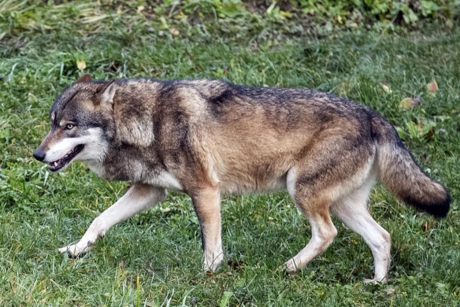 Zuletzt sorgten die Raubtiere mehrfach mit Angriffen auf Rindern für Schlagzeilen. (Symbolbild)