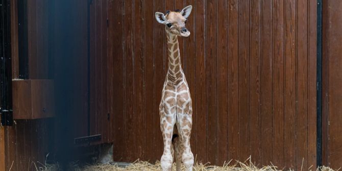 tufani Zoo basel