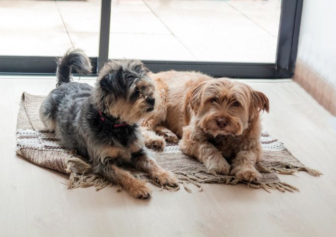 Mit einem zweiten Hund sind immer auch höhere Kosten für die Hundehaltung verbunden. Zwei Hunde