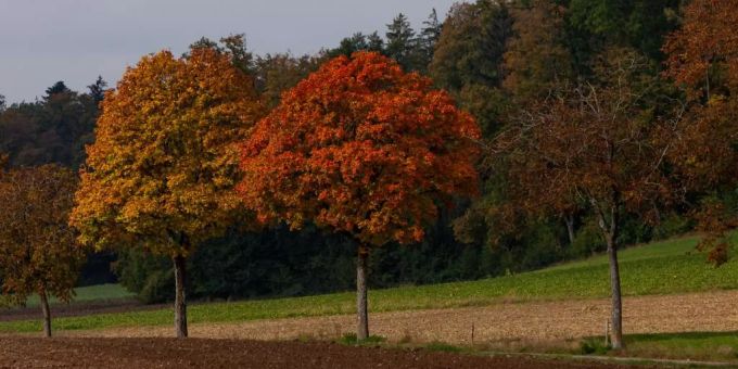 Die Herbstfarben in der Region Kloten können sich sehen lassen. Kloten