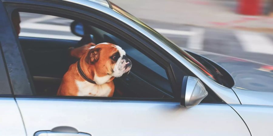 Hund im Auto