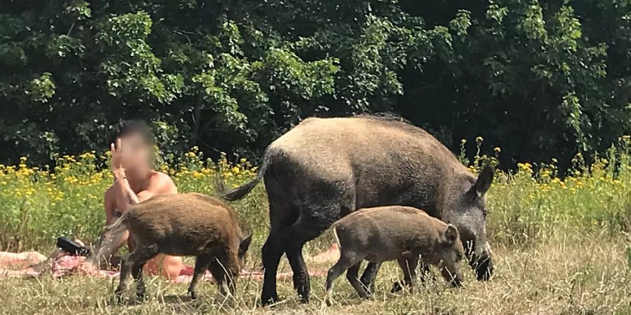 ARCHIV - Ein Wildschwein mit seinem Nachwuchs läuft über die Badewiese am Teufelssee im Berliner Grunewald an einem Badegast vorbei. Foto: Fernando Gutierrez/dpa - ACHTUNG: Person(en) wurde(n) aus rechtlichen Gründen gepixelt