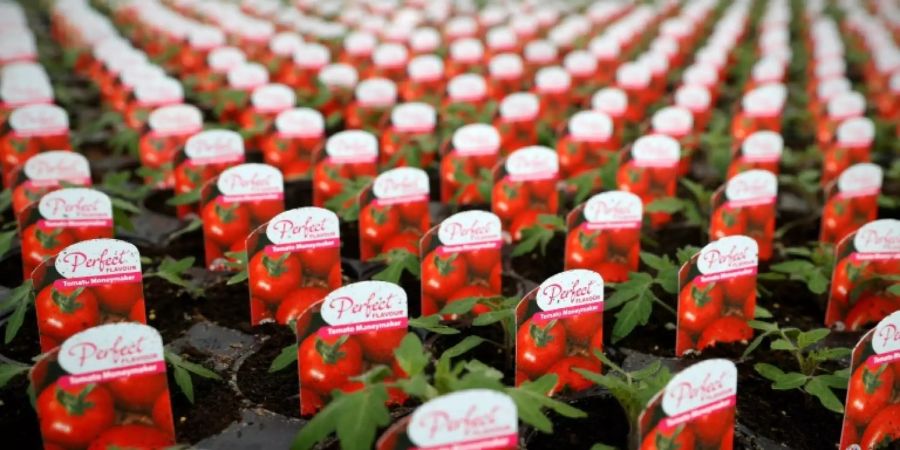 Tomatenpreise fast wieder auf Vorkrisenniveau gesunken