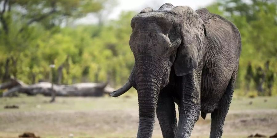 Elefant im Hwange-Nationalpark in Simbabwe