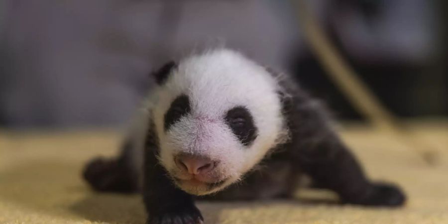 pandababy washington