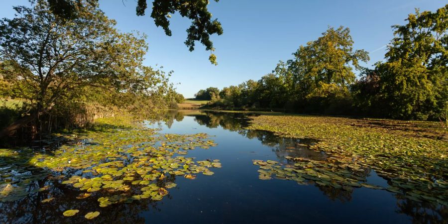 Das Naturschutzgebiet Näglimoos in Kloten.