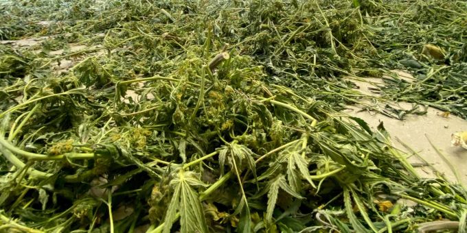 In einem Gewerbegebiet entsorgte Cannabis-Pflanzen. Die Legalisierung wird in Deutschland wohl noch auf sich warten lassen. In einem Gewerbegebiet entsorgte Cannabis-Pflanzen. Die Legalisierung wird in Deutschland wohl noch auf sich warten lassen.
