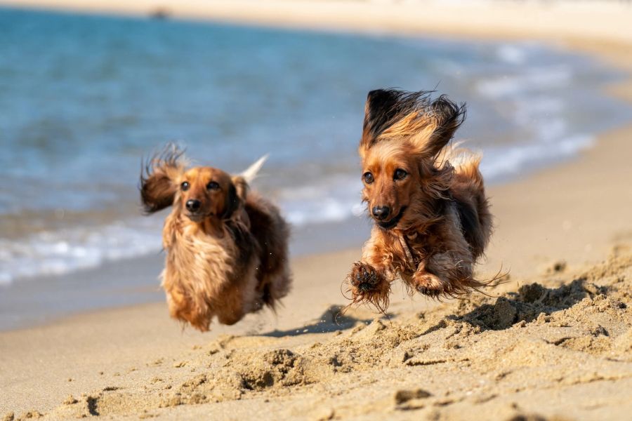 Strand Hund