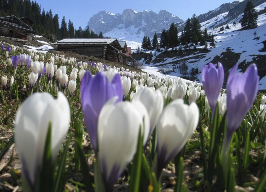 So richtig frühlingshaft will es in der Schweiz noch nicht werden.