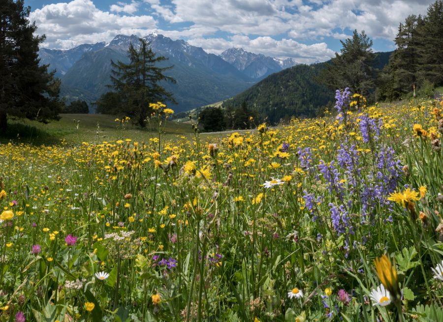 Alpblumen Vna Ramosch