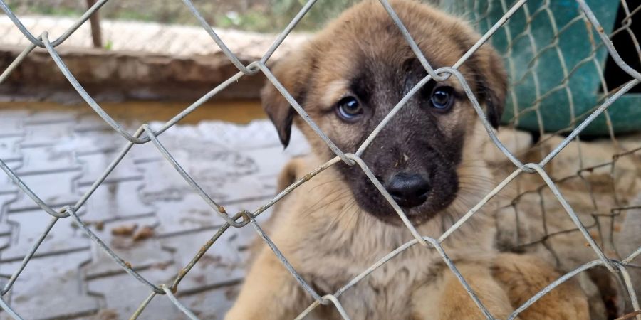 Dieser Hundewelpe sitzt in einem Käfig in der Angels Farm in Izmir.