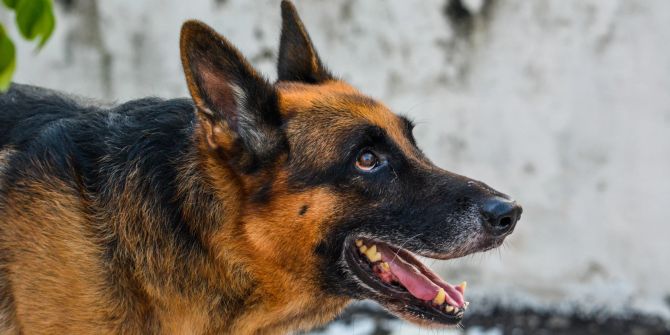 Schäferhund