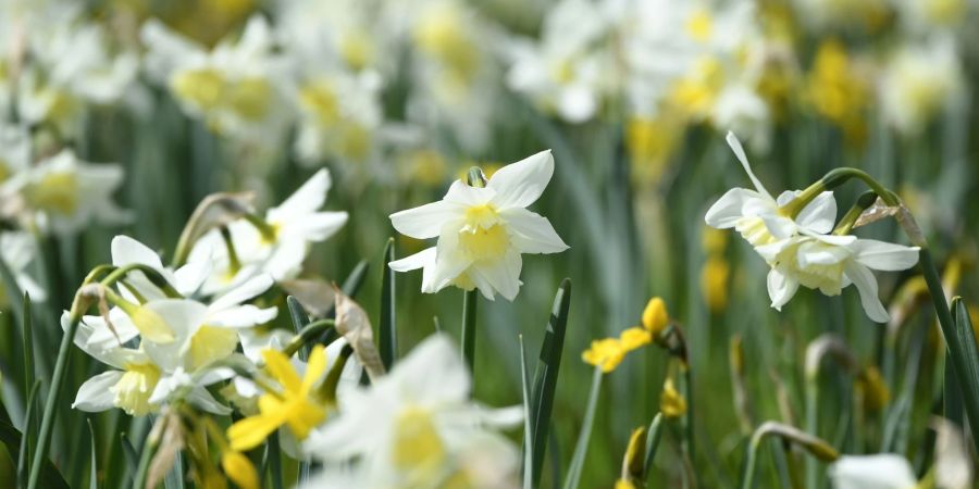 Kauft man Sorten mit verschiedenen Blütezeitpunkten, erstreckt sich die Narzissenpracht über längere Zeit im Garten.