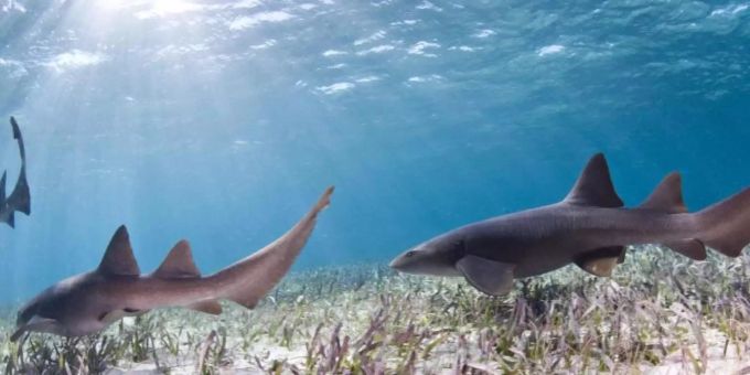Überfischung, Lebensraumverlust und Klimawandel - dieses Trio ist für den schlechten Zustand vieler Haiarten verantwortlich. Foto: Antonio Busiello/WWF-US/dpa Überfischung, Lebensraumverlust und Klimawandel - dieses Trio ist für den schlechten Zustand vieler Haiarten verantwortlich. Foto: Antonio Busiello/WWF-US/dpa