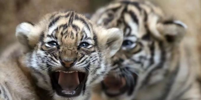 Zwei junge malaysische Tiger spielen in ihrem Gehege im Zoo in Prag. Der seltene Malaysia-Tiger könnte nach Auffassung von malaysischen Regierungsexperten in zehn Jahren ausgestorben sein. Foto: Petr David Josek/AP/dpa Zwei junge malaysische Tiger spielen in ihrem Gehege im Zoo in Prag. Der seltene Malaysia-Tiger könnte nach Auffassung von malaysischen Regierungsexperten in zehn Jahren ausgestorben sein. Foto: Petr David Josek/AP/dpa
