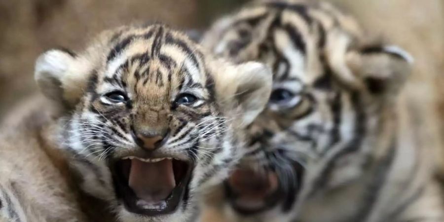 Zwei junge malaysische Tiger spielen in ihrem Gehege im Zoo in Prag. Der seltene Malaysia-Tiger könnte nach Auffassung von malaysischen Regierungsexperten in zehn Jahren ausgestorben sein. Foto: Petr David Josek/AP/dpa