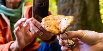 Frau fotografiert mit Smartphone einen Pilz