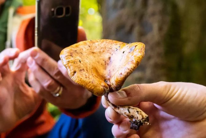 Frau fotografiert mit Smartphone einen Pilz