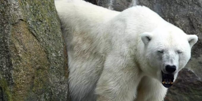 Eisbärin Katjuscha gähnt. Katjuscha ist im Alter von 37 Jahren im Zoo Berlin gestorben. Foto: Maurizio Gambarini/dpa Eisbärin Katjuscha gähnt. Katjuscha ist im Alter von 37 Jahren im Zoo Berlin gestorben. Foto: Maurizio Gambarini/dpa