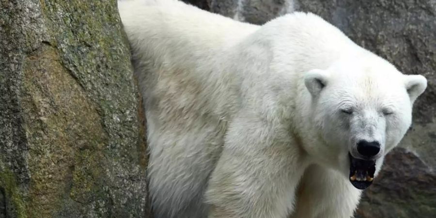 Eisbärin Katjuscha gähnt. Katjuscha ist im Alter von 37 Jahren im Zoo Berlin gestorben. Foto: Maurizio Gambarini/dpa