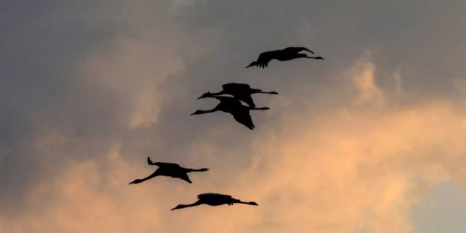 Zugvögel sind mögliche Überträger der Vogelgrippe Zugvögel sind mögliche Überträger der Vogelgrippe