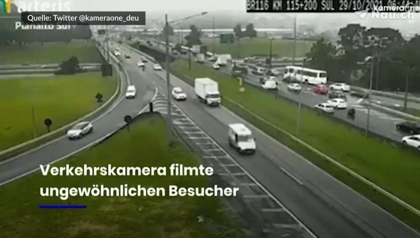 vogel-autobahn