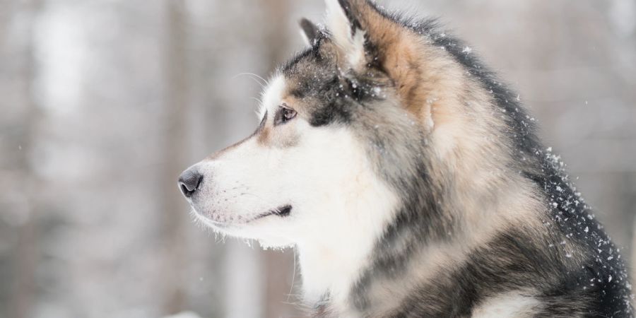 Alaskan Malamute