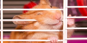 Hamster beisst in Gitterstäbe