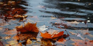 Herbst Regen Jahreszeit Sommer