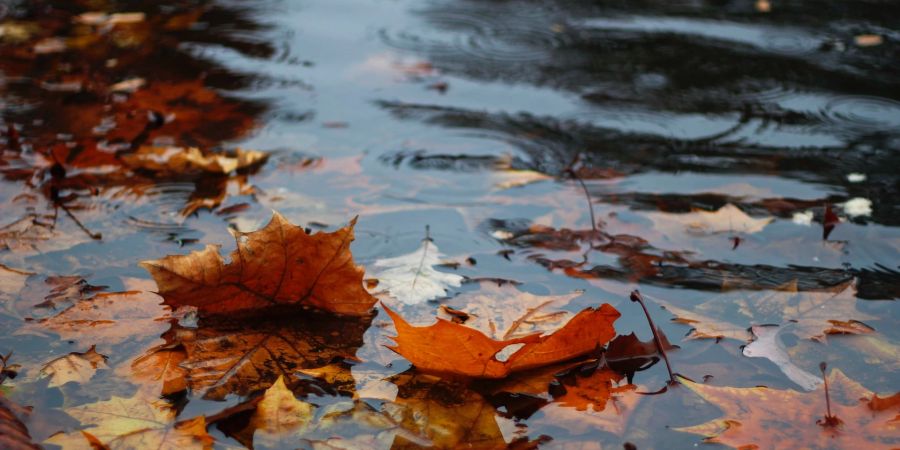 Herbst Regen Wetter Sommer