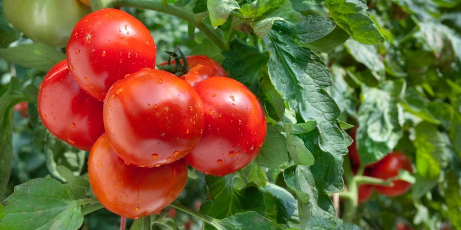 Tomate Garten Zucht