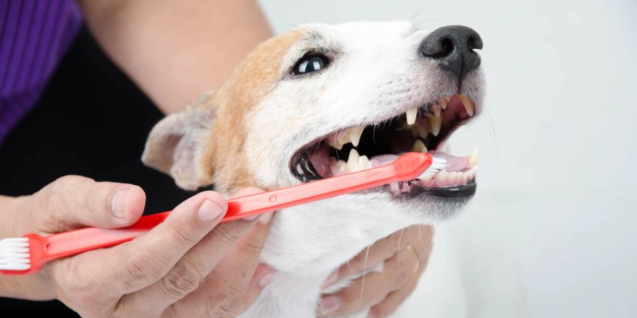 Tägliches Zähneputzen fördert die Gesundheit des Hundes.