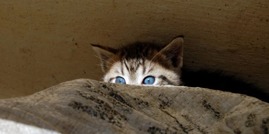 Katze versteckt sich