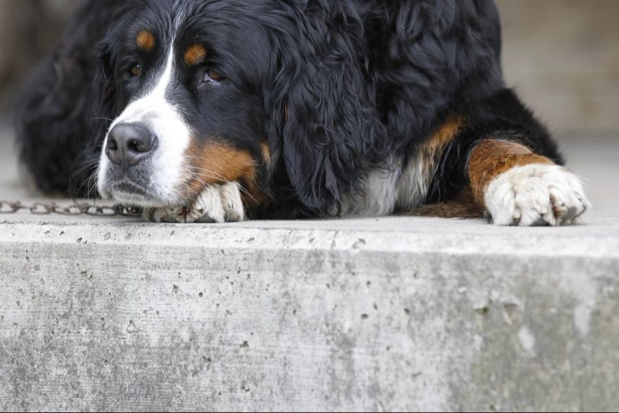 Ausserdem seien auch über ein Dutzend Hunde miserabel behandelt worden. (Symbolbild)