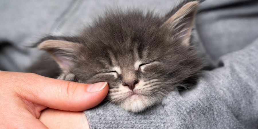 Katzenbaby schläft auf Arm