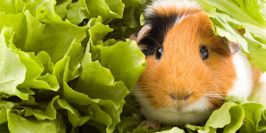 Meerschweinchen im Salat