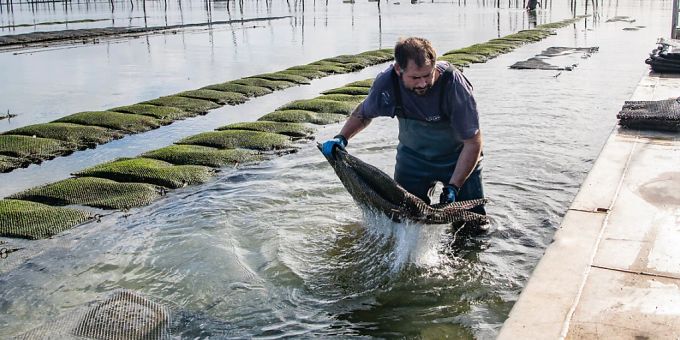 Ein Austernzüchter arbeitet in einer Austernzucht im Becken von Arcachon. (Archivbild) Orkan «Ciaran»