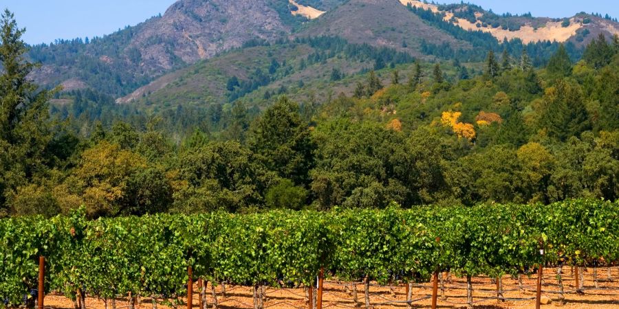 Das Napa Tal in Kalifornien ist für seine exzellenten Weine bekannt.