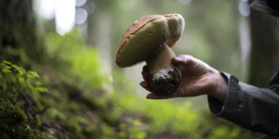 Pilzsammeln Pilze KI-Ratgeber KI