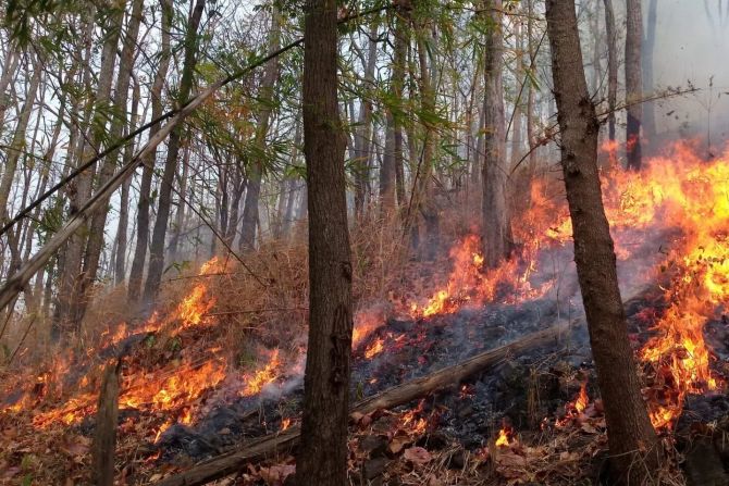 Waldbrand Elba