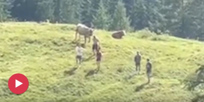 Oeschinensee - Teenies belästigen Tiere – Kuh verjagt sie mit Hörnern