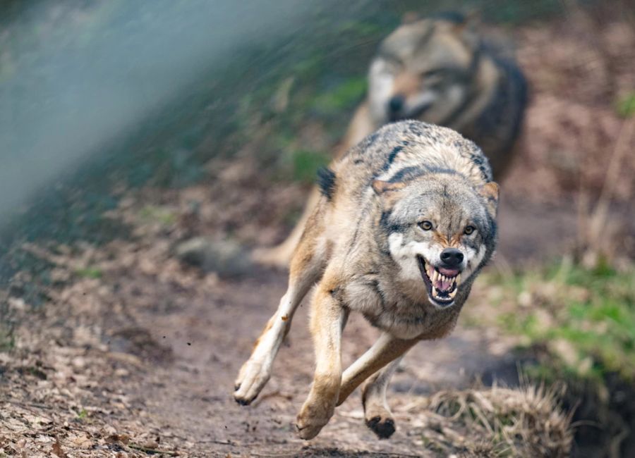 Oft stehen neben der zunehmenden Ausbreitung des Wolfes und der wachsenden Gesamtpopulation aber auch mangelhafte Herdenschutzmassnahmen am Ursprung von Wolfsrissen. (Symbolbild)