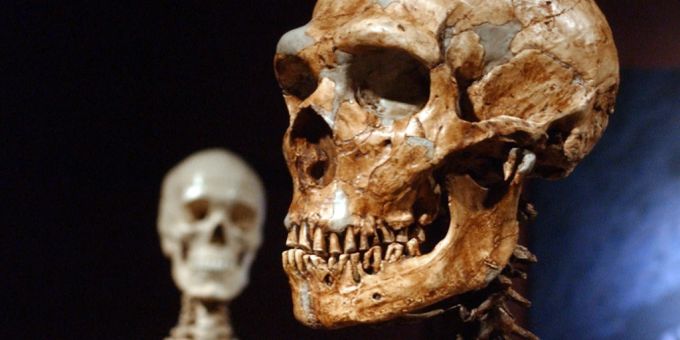 Ein Schädel eines Neandertalers (rechts) und eines Homo Sapiens. Vermutlich existierte noch eine dritte Spezies. Skelett