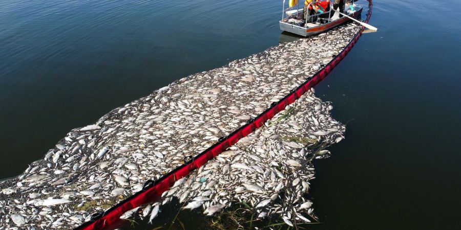 Helfer beteiligen sich im August an einer Aktion zur Reinigung der Oder von toten Fischen mit Hilfe eines flexiblen Damms.