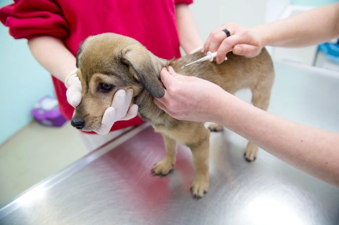Welpen aus dem Tierschutz sind oft schwer krank. Tierarzt Behandluntstisch Praxis Welpe Spritze