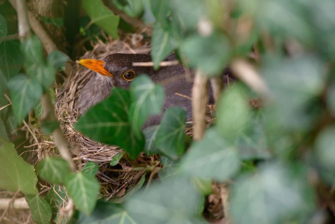 Der Efeu bietet vielen Tieren Schutz und einen Brutplatz. Vogel im Efeu