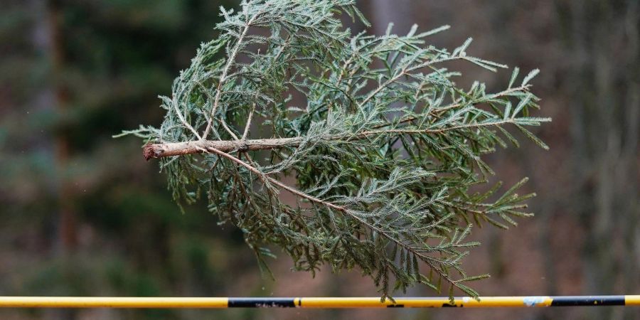 Könnten Sie einen Weihnachtsbaum mehr als sieben Meter weit werfen? Falls ja: Ab ins rheinland-pfälzische Weidenthal! Dort trifft sich alljährliche die Elite dieses - sagen wir - Sports.